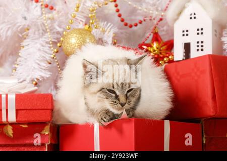 Little kitten wrapped in white fur lying under the Christmas tree with gifts Stock Photo