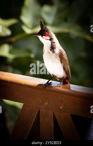 Close-up view of a beautiful red-whiskered bulbul perched on a wooden balustrade in Grand Baie, Mauritius Stock Photo