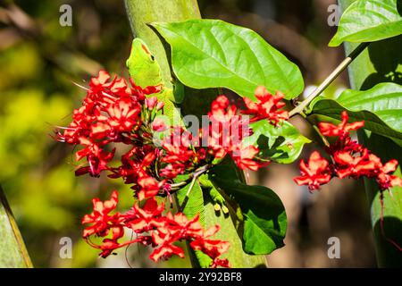 Close-up view of a vibrant green Madagascar Giant Day Gecko (Phelsuma grandis) climbing a tropical palm tree at Mauritius Stock Photo