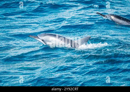 Beautiful view of a spinner dolphin (Stenella longirostris) breaking the surface and jumping out of the water off the coast of Mauritius Stock Photo