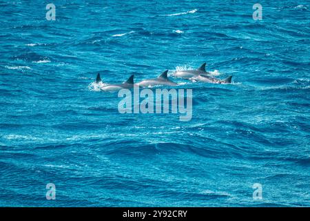 Beautiful view of several spinner dolphins (Stenella longirostris) breaking the water surface showing their dorsal fin off the coast of Mauritius Stock Photo