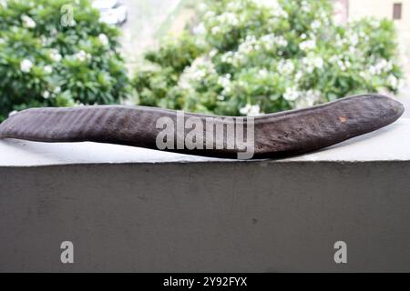 Seed pods of Royal poinciana (Delonix regia) are long and dark brown in color. Stock Photo