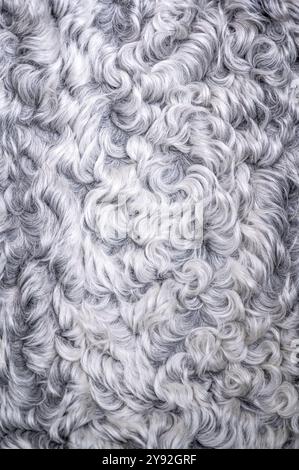 Luxuriant sheepskin by Wildash, sustainably resourced fair trade luxury home furnishings, London. Stock Photo