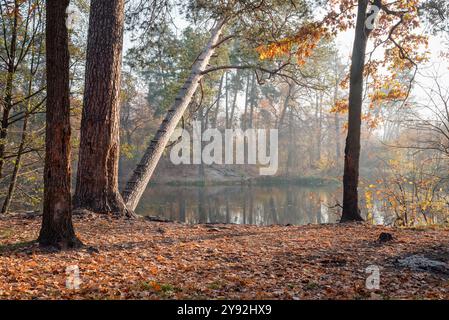 Morning on forest lake. Slanted pine tree in rays of early morning sun. Trees on another bank covered in thin fog. Ground covered with orange leaves. Stock Photo