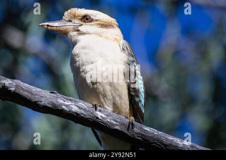 Close up of a Laughing Kookaburra perched on a branch Stock Photo