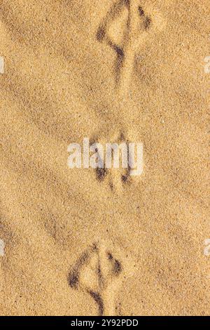 Seagull footprints across rippled sand. Sunny Beach, Bulgaria Stock Photo