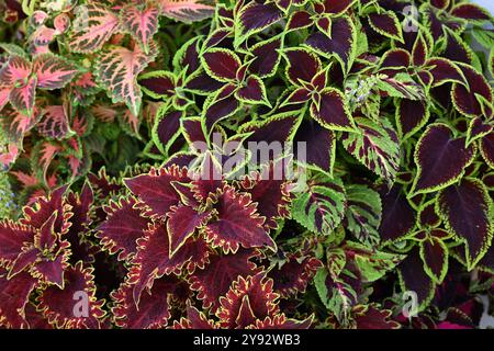 Variety of coleus plants with variegated red and green leaves Stock Photo