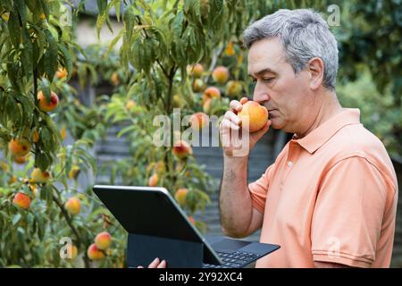 Man examining a peach while using a laptop in a home orchard. Stock Photo