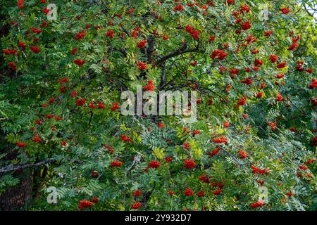 Rowan tree with red berries in city park Folkparken in Norrköping, Sweden Stock Photo