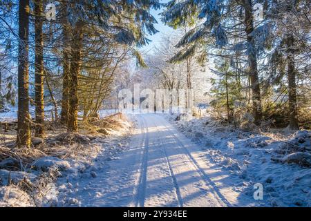 Forest dirt road in a beautiful winter landscape Stock Photo