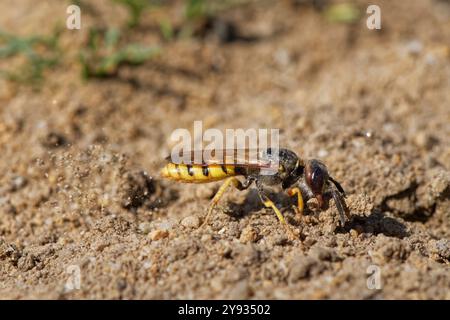 Bee wolf / Bee-killer wasp (Philanthus triangulum) female using her jaws to drag soil while kicking sand away as she digs a burrow, Dorset, UK. Stock Photo