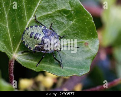 Common Green shieldbug / Green stink bug (Palomena prasina) fourth instar nymph sunning on an Ivy leaf in a garden, Wiltshire, UK, October. Stock Photo