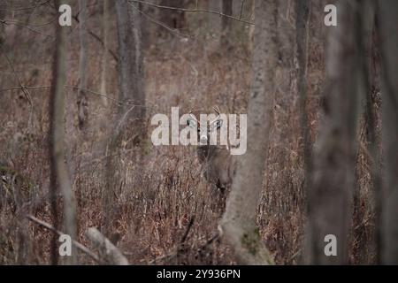 While Tailed Deer Buck Sheds Antler Velvet Stock Photo