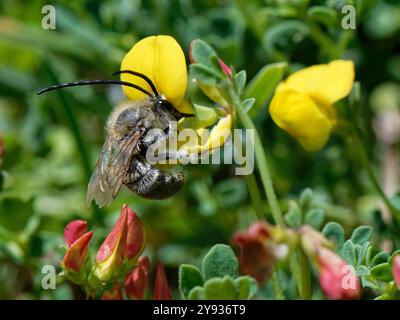 Long-horned bee (Eucera longicornis) nectaring from Marsh / Greater bird’s-foot trefoil (Lotus pedunculatus) flowers, Cornwall, UK Stock Photo