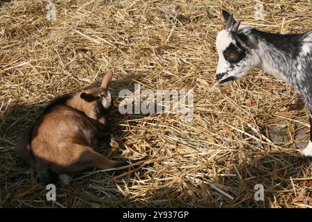 Two goats resting on straw and watching in the farm, one lying down, one standing Stock Photo