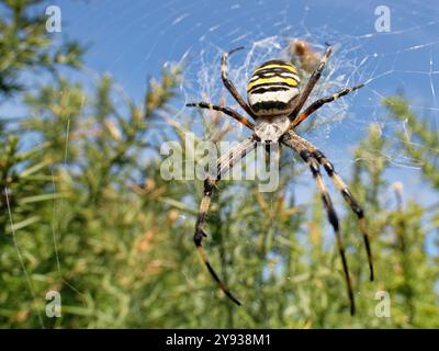 Wasp spider (Argiope bruennichi) female on her web spun between European gorse (Ulex europaea) bushes in heathland, Dorset, UK, August. Stock Photo