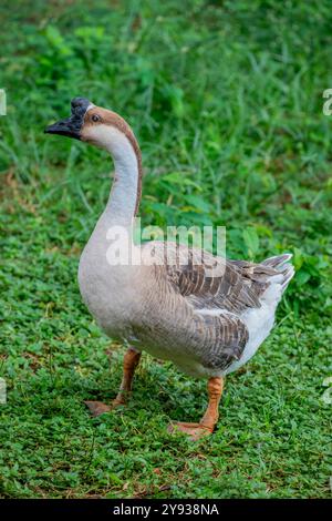 African Goose is a breed of domestic goose. It is one of two domestic breeds that derive from the wild species Anser cygnoides. Stock Photo