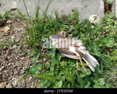 Dead House Sparrow. Dead young bird. Crashed chick. Stretch your legs. Dead animal on a green city lawn. Bird flu. Extinction of birds. Stock Photo