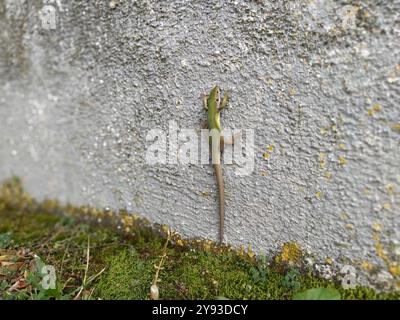 Green beautiful lizard sits on the wall and poses, looking at the camera. Shimmering multi-colored lizard skin and long tail. Serbia, Balkans. Stock Photo