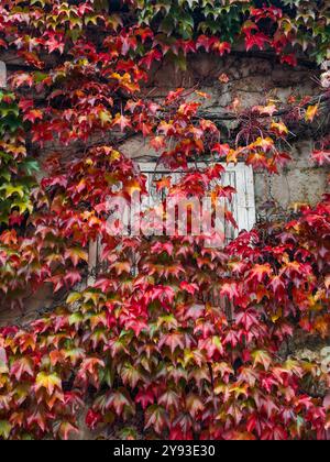 An old shuttered window on a weathered building, framed by a vibrant array of red and green autumn leaves. Fall’s beauty, historical architecture Stock Photo