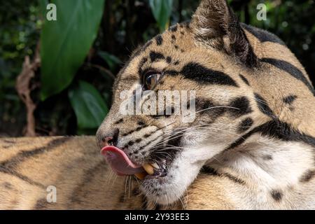 A clouded leopard, Neofelis nebulosa Stock Photo