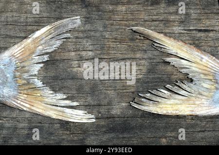 tail fish dry frame in wood Stock Photo