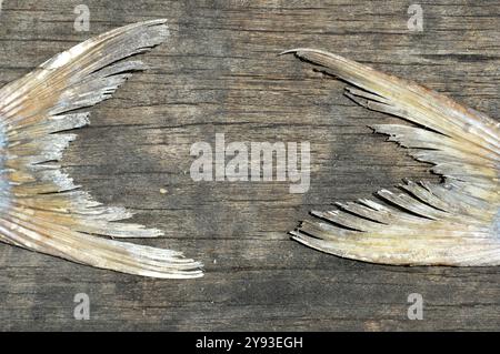 tail fish dry frame in wood Stock Photo