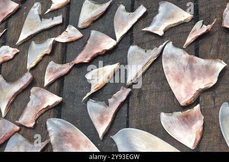 shark fin dried in the wood Stock Photo