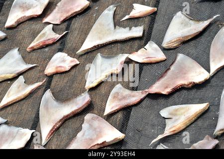 shark fin dried in the wood Stock Photo