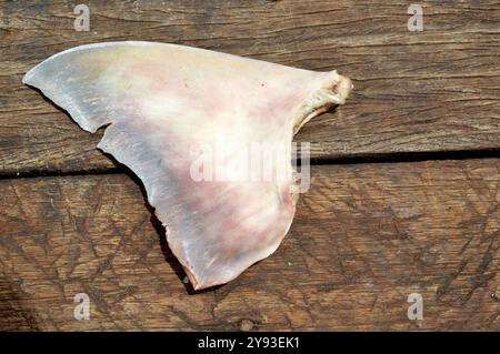 shark fin dried in the wood Stock Photo