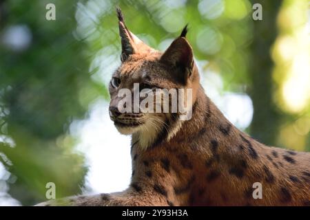 A female Carpathian Lynx at Dartmoor Zoo Park, Devon. Stock Photo