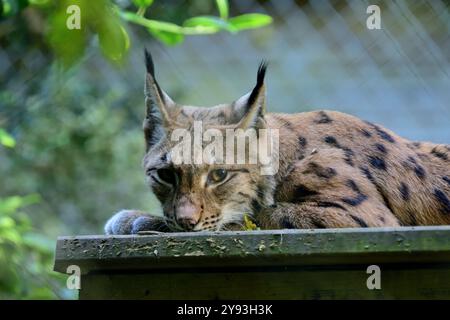 A female Carpathian Lynx at Dartmoor Zoo Park, Devon. Stock Photo