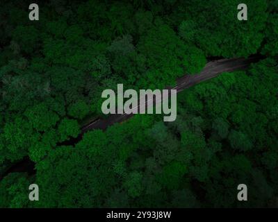 Aerial view of a narrow road cutting through dense green forest, creating a vibrant contrast between the dark asphalt and lush foliage. Stock Photo