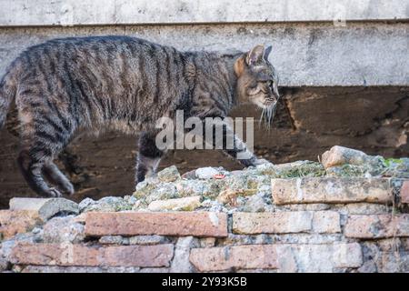 Adult tabby cat walking on an old brick wall Stock Photo