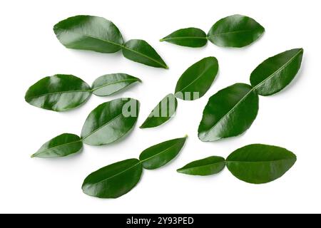Fresh green kaffir lime leaves close up isolated on white background close up Stock Photo