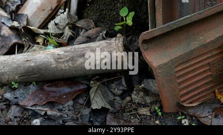 tile, bamboo and dried leaves Stock Photo