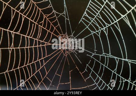 A spider web in the early morning mist, Prince Rupert, British Columbia, Canada, North America Stock Photo