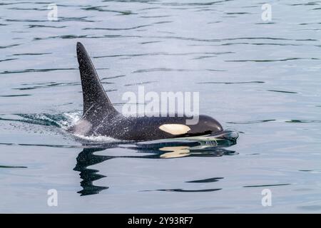 An adult bull killer whale (Orcinus orca) surfacing in Johnstone Strait, British Columbia, Canada, Pacific Ocean, North America Stock Photo