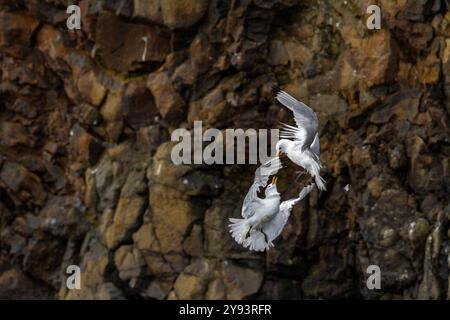 Adult black-legged kittiwake (Rissa tridactyla) in combat with a second kittiwake near Alexander Island, Franz Josef Land, Russia, Arctic Ocean Stock Photo