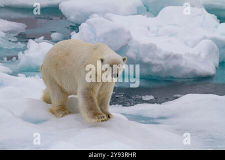 Adult male polar bear (Ursus maritimus) on multi-year ice floes in Franz Josef Land, Russia, Arctic Ocean, Eurasia Stock Photo