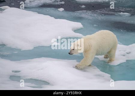 Adult female polar bear (Ursus maritimus) walking on multi-year ice floes in Franz Josef Land, Russia, Arctic Ocean, Eurasia Stock Photo