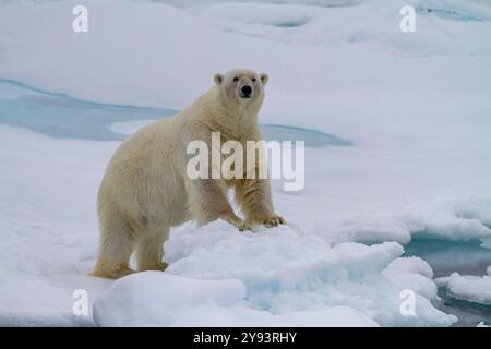 Adult male polar bear (Ursus maritimus) on multi-year ice floes in Franz Josef Land, Russia, Arctic Ocean, Eurasia Stock Photo