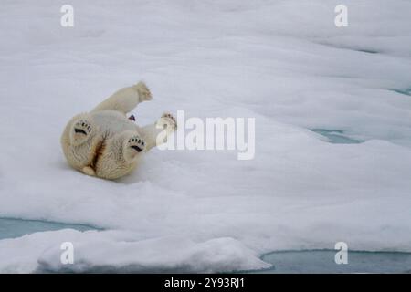 Adult female polar bear (Ursus maritimus) rolling in snow to clean its fur on multi-year ice floes in Franz Josef Land, Russia, Eurasia Stock Photo