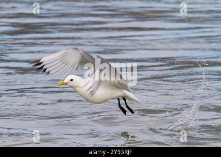 Adult black-legged kittiwakes (Rissa tridactyla) in flight in the Svalbard Archipelago, Barents Sea, Norway, Arctic, Europe Stock Photo