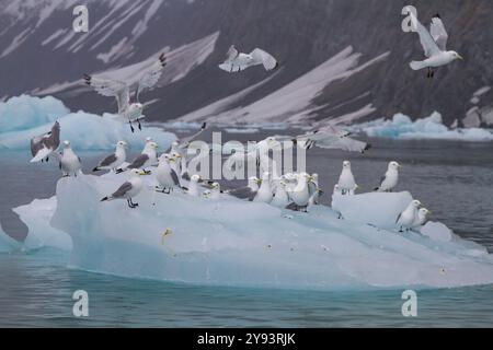 Adult black-legged kittiwakes (Rissa tridactyla) resting on ice in the Svalbard Archipelago, Barents Sea, Norway, Arctic, Europe Stock Photo