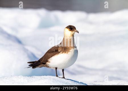 Adult Arctic Skua (Stercorarius parasiticus), on ice floe in the Svalbard Archipelago, Norway, Arctic, Europe Stock Photo