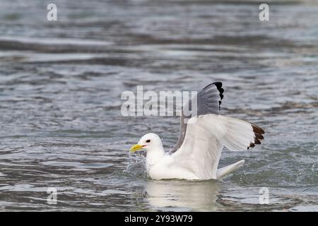 Adult black-legged kittiwakes (Rissa tridactyla) feeding at the base of a glacier in the Svalbard Archipelago, Norway, Arctic, Europe Stock Photo