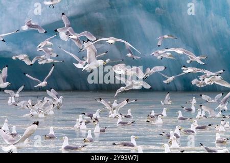 Adult black-legged kittiwakes (Rissa tridactyla) feeding at the base of a glacier in the Svalbard Archipelago, Norway, Arctic, Europe Stock Photo