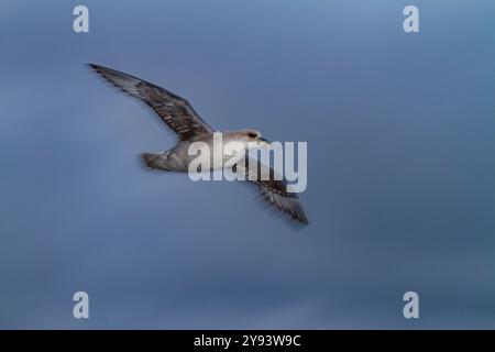 Northern fulmar (Fulmarus glacialis glacialis) motion blur on the wing the Svalbard Archipelago, Norway, Arctic, Europe Stock Photo