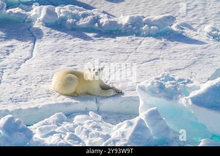 A curious young polar bear (Ursus maritimus) on ice floe in the Svalbard Archipelago, Norway, Arctic, Europe Stock Photo